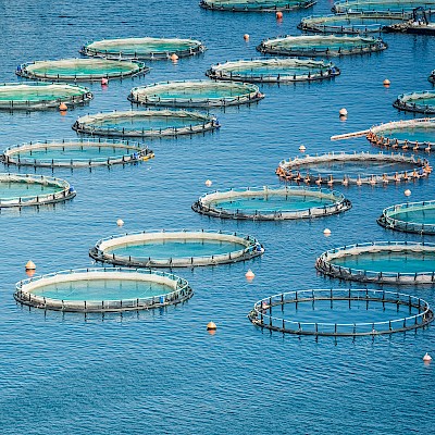 Why UK Fish Farms Are Switching from Chemicals to UV-C