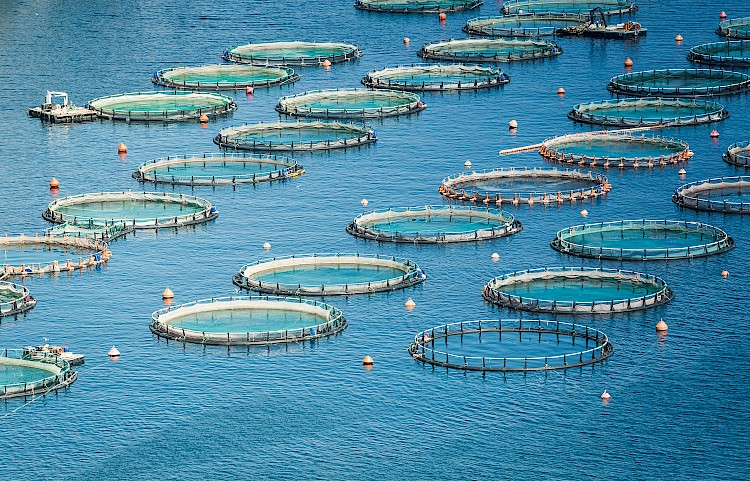 Why UK Fish Farms Are Switching from Chemicals to UV-C