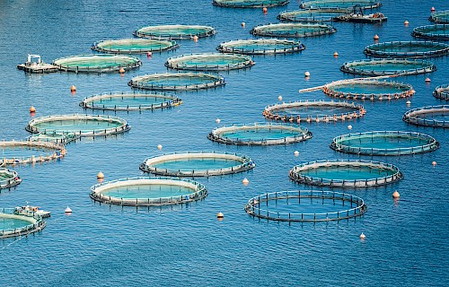 UV-C Water Disinfection for Aquaculture & Fish Farms
